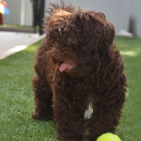 Artificial Grass Carpet Bonsall, California Cat Grass, Dog Kennels