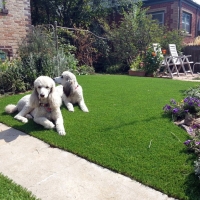 Artificial Grass Installation Seeley, California Landscaping Business, Dogs Park