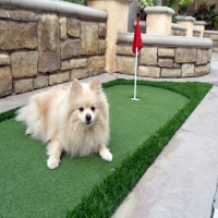 Grass Turf Calexico, California Hotel For Dogs, Backyard Design