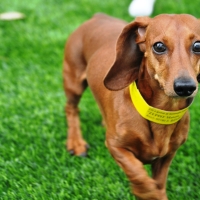 Turf Grass Oceanside, California Dog Running, Dogs