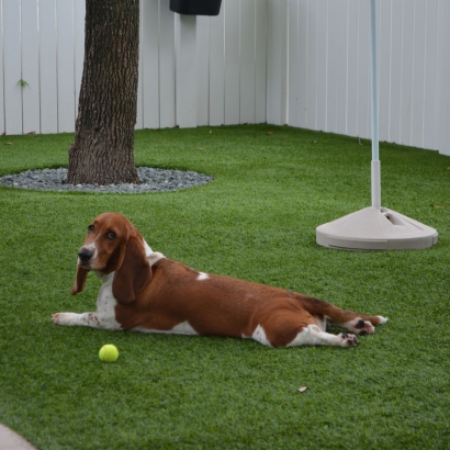 Artificial Grass La Mesa, California Pet Paradise, Dog Kennels