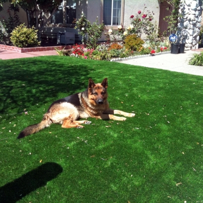 Artificial Turf Installation Chula Vista, California Dog Running, Dogs