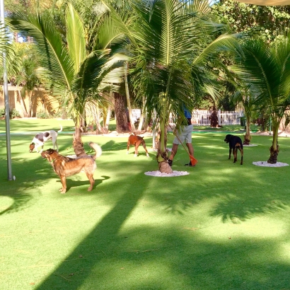 Artificial Turf San Diego, California Fake Grass For Dogs, Dogs Park