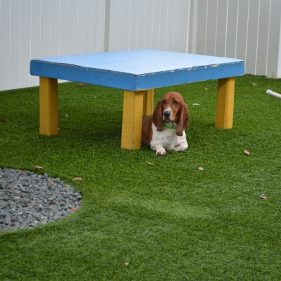 Fake Grass Carpet National City, California Pet Turf, Dog Kennels