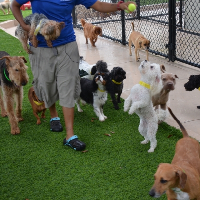 Fake Grass Julian, California Grass For Dogs, Dogs Park