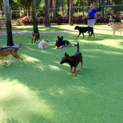 Fake Turf Bostonia, California Dog Grass, Dogs Park