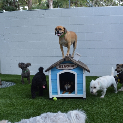Lawn Services Bonita, California Pet Paradise, Dogs Runs