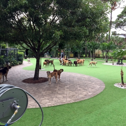 Outdoor Carpet Rancho San Diego, California Dog Parks, Commercial Landscape