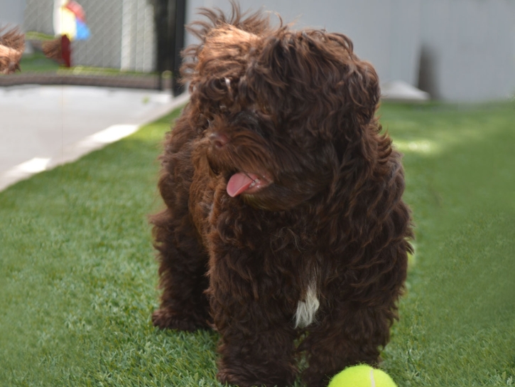 Artificial Grass Carpet Bonsall, California Cat Grass, Dog Kennels