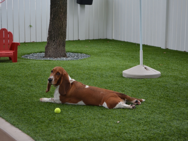 Artificial Grass La Mesa, California Pet Paradise, Dog Kennels