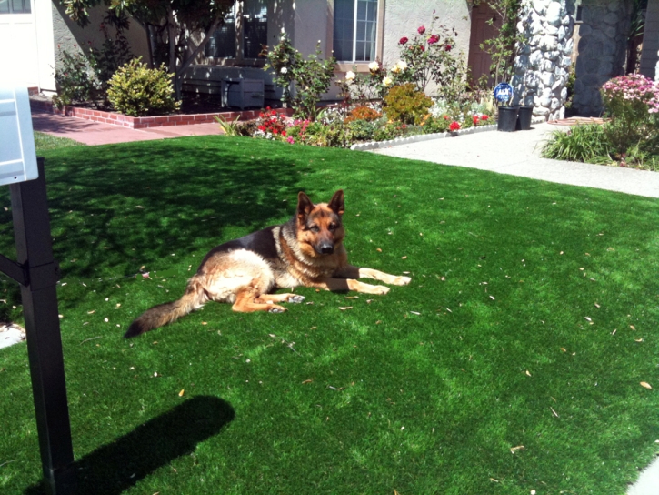 Artificial Turf Installation Chula Vista, California Dog Running, Dogs