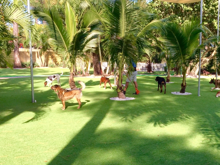 Artificial Turf San Diego, California Fake Grass For Dogs, Dogs Park