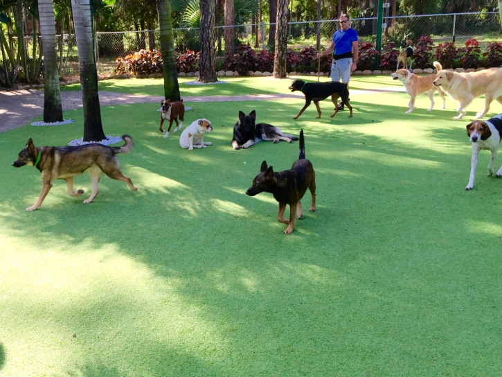 Fake Turf Bostonia, California Dog Grass, Dogs Park