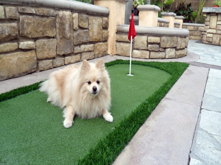 Grass Turf Calexico, California Hotel For Dogs, Backyard Design