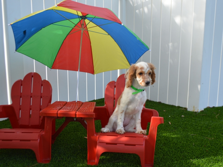 Synthetic Grass Lemon Grove, California Pet Paradise, Dogs