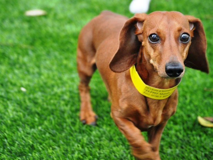 Turf Grass Oceanside, California Dog Running, Dogs